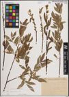 Foto von Salix daphnoides Vill.